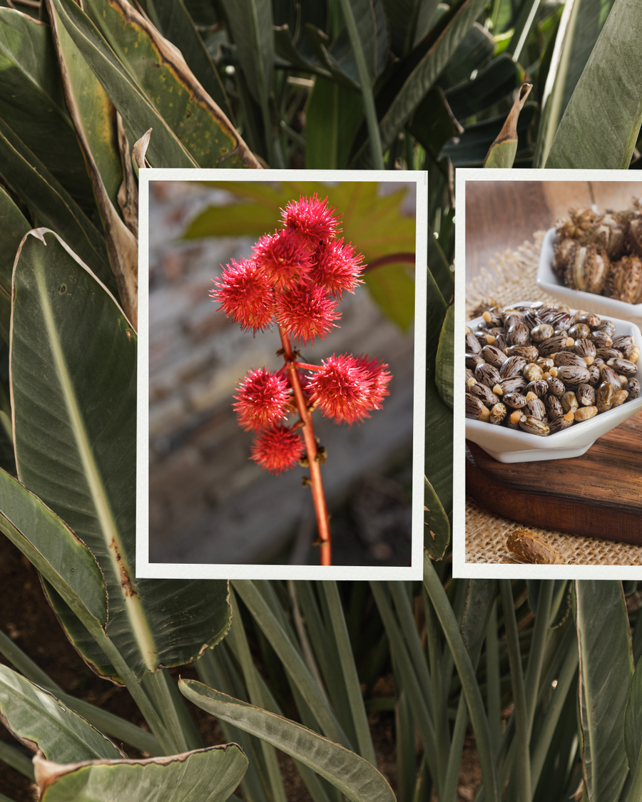 Fleur et graines de ricin